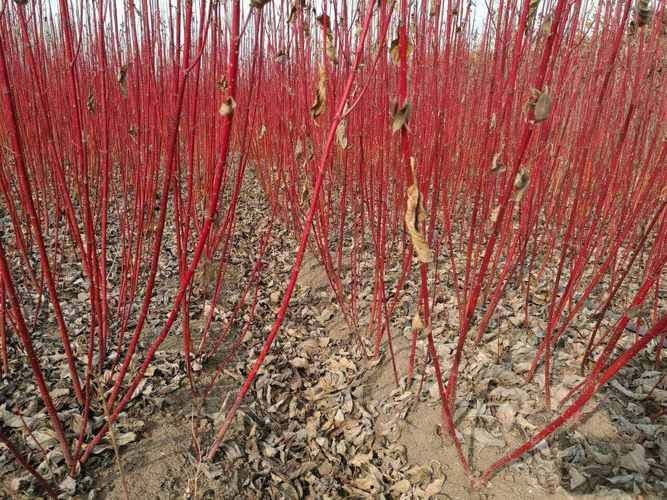 綠化苗木紅瑞木出售