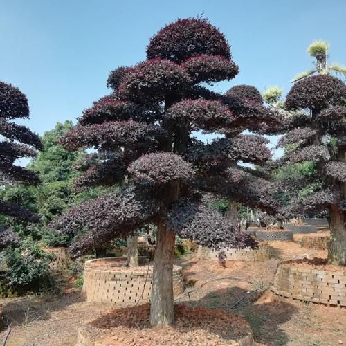 供應湖南花卉園林綠化苗木 造型紅繼木樁 優(yōu)價出售 歡迎選購
