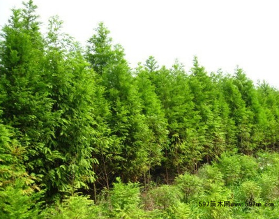 落羽杉圖片|苗木圖庫|597苗木網(wǎng)