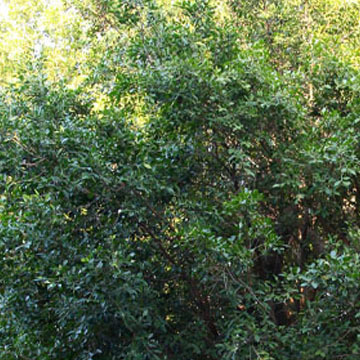 【福建供應(yīng)大型榕樹景觀盆景 樹樁盆栽盆景 園林苗木 綠化苗木批發(fā)】價格,廠家,圖片,喬木,龍海市九湖南環(huán)花圃