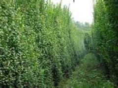 北海道黃楊當(dāng)選聚寶花卉苗木 扶芳藤價格圖片|北海道黃楊當(dāng)選聚寶花卉苗木 扶芳藤價格產(chǎn)品圖片由青州市聚寶花卉苗木專業(yè)合作社公司生產(chǎn)提供