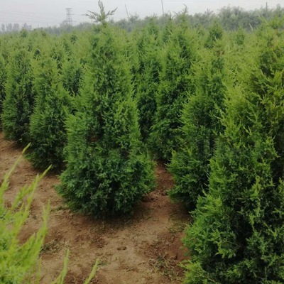 蜀檜價格檜柏球產(chǎn)地塔柏批發(fā)直銷綠化苗木河南檜北京檜