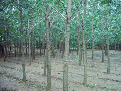 銀杏-蘇北鑫鑫銀杏苗木基地(產(chǎn)品圖片)-產(chǎn)品庫-中國花木網(wǎng)