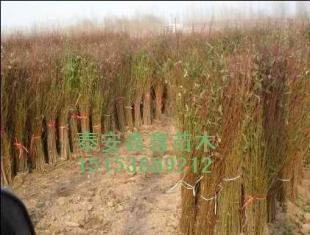 桃苗新的價(jià)格、現(xiàn)在的價(jià)格泰安鑫鑫苗木_農(nóng)副產(chǎn)品_世界工廠網(wǎng)中國(guó)產(chǎn)品信息庫(kù)