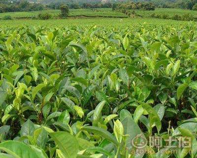 【四川福鼎大白茶苗價(jià)格#正宗福鼎大白茶苗】福鼎大白茶苗,價(jià)格,廠家,供應(yīng)商,其他農(nóng)業(yè),雅安市名山區(qū)惠農(nóng)苗木種植農(nóng)民專業(yè)合作社 - 熱賣促銷