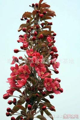 【批發(fā)西府海棠小苗北美海棠苗廠家直銷北美海棠綠化苗木】泰安高新區(qū)誠(chéng)鑫源苗木基地 - 產(chǎn)品庫(kù)