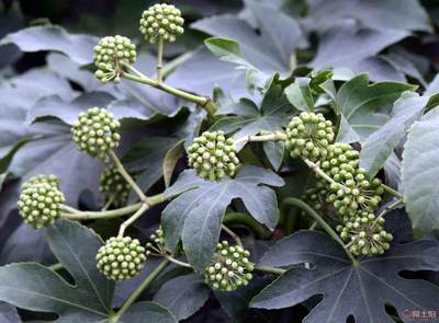 【農(nóng)戶銷售優(yōu)質(zhì)八角金盤、現(xiàn)挖現(xiàn)賣】綠化苗木,價(jià)格,廠家,供應(yīng)商,花木,龍海市東泗興輝園藝場(chǎng) - 產(chǎn)品庫(kù)