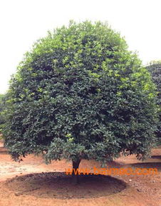 12公分精品桂花樹價(jià)格 www.fhmm.net,12公分精品桂花樹價(jià)格 www.fhmm.net生產(chǎn)廠家,12公分精品桂花樹價(jià)格 www.fhmm.net價(jià)格