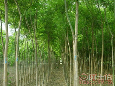 【菏澤25公分國(guó)槐基地 優(yōu)質(zhì)25公分國(guó)槐價(jià)格】25公分國(guó)槐,價(jià)格,廠家,供應(yīng)商,花木,菏澤市牡丹區(qū)雨澤苗木種植中心 - 產(chǎn)品庫(kù)