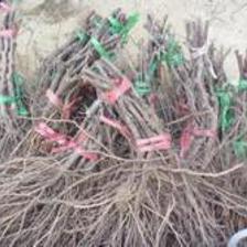 供應(yīng)【盧龍明杰葡萄苗木巨峰葡萄苗批發(fā)】葡萄苗木廠家圖片_高清圖_細(xì)節(jié)圖-盧龍縣明杰葡萄樹苗種植場(chǎng) -