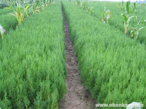 供應(yīng)綠化苗木側(cè)柏