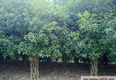 【大量桂花樹(shù)直徑15公分,價(jià)格優(yōu)惠!】?jī)r(jià)格_廠家_圖片 -