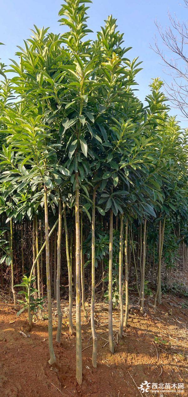 2-3公分棱角山礬小苗_供應(yīng)產(chǎn)品_江西九江綠景二號(hào)園林