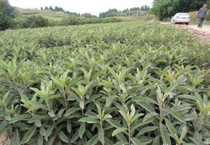 批發(fā)供應(yīng)優(yōu)質(zhì)大五星枇杷苗.早鐘6號(hào)批杷苗價(jià)格 廠家 圖片