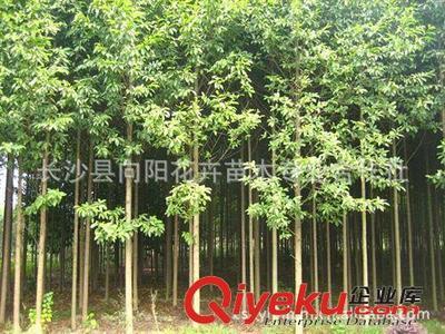 喬木-湖南向陽(yáng)花木合作社供10公分優(yōu)質(zhì)樂(lè)昌含笑-長(zhǎng)沙縣向陽(yáng)花卉苗木專業(yè)合作社提供喬木-湖南向陽(yáng)花木合作社供10公分優(yōu)質(zhì)樂(lè)昌含笑的相關(guān)介紹、產(chǎn)品、服務(wù)、圖片、價(jià)格長(zhǎng)沙縣向陽(yáng)花卉苗木專業(yè)合作社、香樟;桂花;廣玉蘭;樂(lè)昌含笑;羅漢松;欒樹(shù);石榴;紅楓;杜英;櫻花;雪松;楊梅;杜鵑;金森女貞;香泡;金葉女貞;欏木石楠;紅桎木古樁;紅花繼木;十大功勞