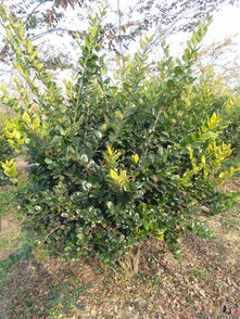 精品香樟 欒樹(shù) 金森女貞球推薦 公司相冊(cè) 天長(zhǎng)市榮沁苗木種植專(zhuān)業(yè)合作社