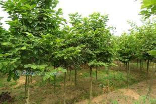 供應(yīng)白玉蘭,河南苗木信息,白玉蘭信息,潢川白玉蘭,哪里有白玉蘭_農(nóng)副產(chǎn)品_世界工廠網(wǎng)中國(guó)產(chǎn)品信息庫(kù)