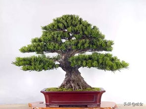 高端苗木 苗木中的 精品 ,市場未來的 主角