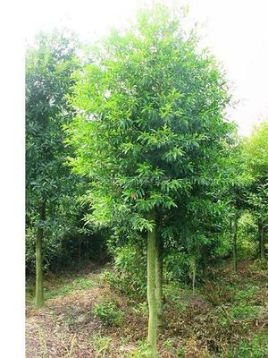 【供應杜英 大杜英 杜英樹 杜英價格 湖南杜英圖片】供應杜英 大杜英 杜英樹 杜英價格 湖南杜英 - 長沙市雨花區湖湘苗圃