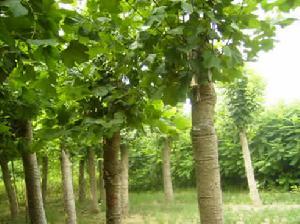 河北苗木【傻實在】就是實在圖片|河北苗木【傻實在】就是實在產品圖片由石家莊傻實在苗木公司生產提供-