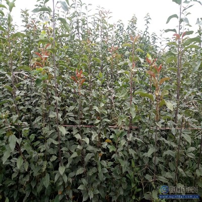 【梨苗腐爛病品質好的圓黃梨苗廠家】泰安高新區旺運苗木中心 - 產品庫