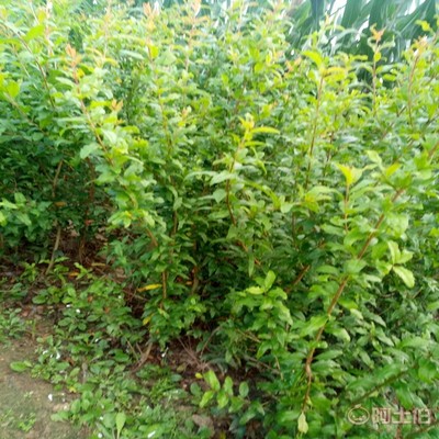 【高桿山楂苗畝產品種全的 山楂苗基地廠家供貨】泰安高新區旺運苗木中心 - 產品庫