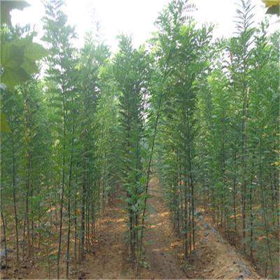 優質國槐 國槐小苗 國槐價格 綠化苗木國槐 國槐樹苗 綠化國槐圖片_高清圖_細節圖-博野縣盛祎苗圃場