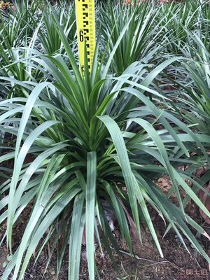 【綠化苗木龍血樹直銷、價格實惠】綠化苗木,價格,廠家,供應商,花木,龍海市東泗興輝園藝場 - 產品庫