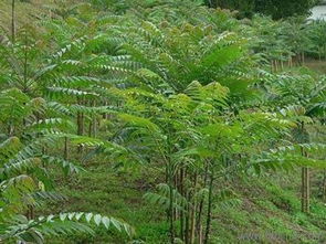 山東香椿樹苗 香椿樹苗基地價格 廠家 圖片