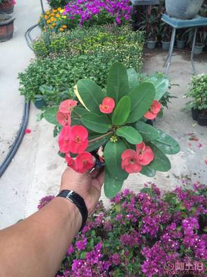 【泉州室內綠化盆栽虎刺梅、質優價廉】綠化苗木,價格,廠家,供應商,花木,龍海市東泗興輝園藝場 - 產品庫