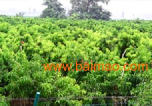 河北苗木基地直銷 嘯林苗木sell 河北苗木 河北苗木基,河北苗木基地直銷 嘯林苗木sell 河北苗木 河北苗木基生產(chǎn)廠家,河北苗木基地直銷 嘯林苗木sell 河北苗木 河北苗木基價(jià)格