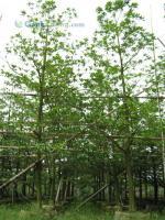 苗木批發(fā)-廣東低價(jià)苗木批發(fā)-長(zhǎng)期供應(yīng)/求購(gòu)各種規(guī)格苗木批發(fā)[供應(yīng)]_綠化苗木_世界工廠網(wǎng)中國(guó)產(chǎn)品信息庫(kù)