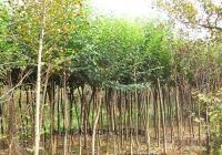 出售四季常綠3公分大葉女貞4-6萬(wàn)棵【移栽苗】[供應(yīng)]_綠化苗木_世界工廠網(wǎng)中國(guó)產(chǎn)品信息庫(kù)