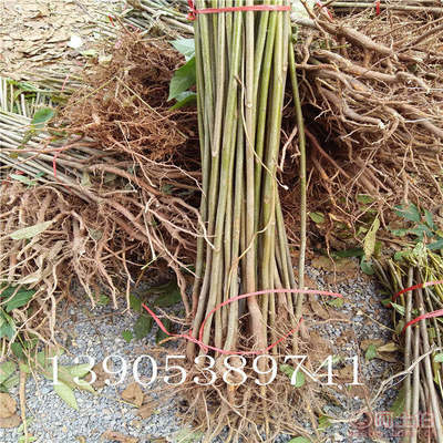 【香椿樹(shù)苗多0.7香椿苗批發(fā)廠家香椿苗有賣1公分香椿】泰安乾佑源苗木專業(yè)合作社 - 產(chǎn)品庫(kù)