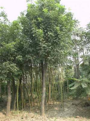 遼寧苗木-遼寧苗木|遼寧苗木基地|遼寧苗木信息|國槐1-遼寧苗木 (遼寧苗木信息,遼寧苗木,遼寧苗木基地,遼寧葡萄苗,遼寧葡萄基地,遼寧蘋果基地,遼寧綠化苗木,遼寧綠化,遼寧梨苗基地,苗木,綠化苗,那些苗好) 公司產(chǎn)品(生意通網(wǎng)站,商業(yè)搜索,網(wǎng)絡推廣)|金泉網(wǎng)商務網(wǎng)站