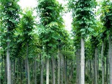 綠地家庭農場專業供應高端有品質的苗木價格產品及服務,