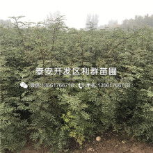 大紅袍花椒樹(shù)苗價(jià)格 大紅袍花椒樹(shù)苗公司 圖片 視頻