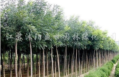 國(guó)槐-國(guó)槐產(chǎn)品圖片-國(guó)槐價(jià)格信息|江蘇沭陽(yáng)盛世綠化苗木園藝場(chǎng)供應(yīng)商|湖南花木網(wǎng)提供