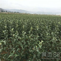 【山東蘋(píng)果苗,煙臺(tái)農(nóng)科院蘋(píng)果苗木】- 