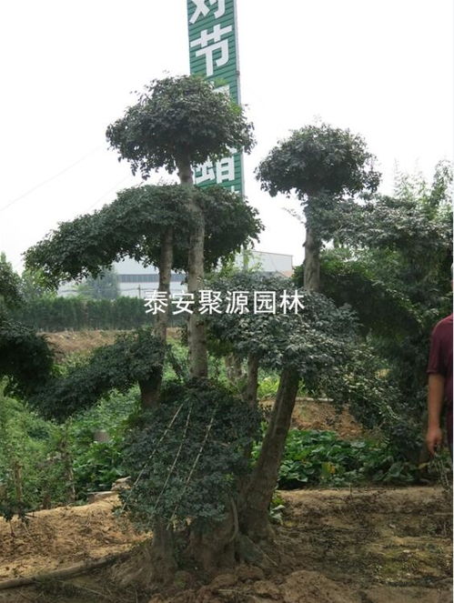 內(nèi)蒙古供應精品對接白蠟 供應精品對接白蠟價格 泰安市蘇家苗圃高清圖片 高清大圖