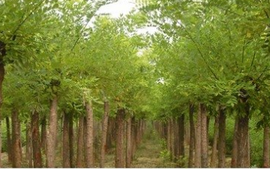 保定龍鄉(xiāng)綠化苗木基地