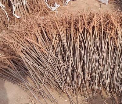 【批發(fā)銀杏苗 綠化苗木 銀杏小苗 白果苗 銀杏樹苗規(guī)格齊全】價格_廠家_圖片