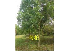 雨陽苗木基地 樸樹 產(chǎn)品展示