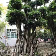 【造型小葉榕供應、基地直轄、造型優(yōu)美】綠化苗木,價格,廠家,供應商,花木,龍海市東泗興輝園藝場 - 產(chǎn)品庫