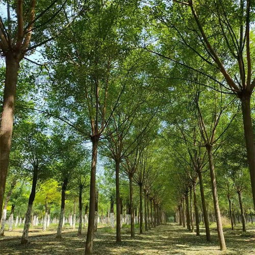 劍閣18公分移栽國槐批發價格表