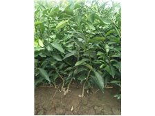 吳中區東山石井灣苗木場產品展示