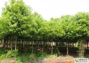 湖南綠化苗木--專業土球.香樟.羅漢松.紅花繼木.樂昌含笑_農副產品_世界工廠網中國產品信息庫