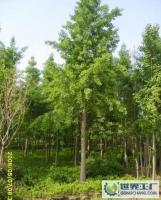 低價大量供應10厘米以上直徑銀杏工程苗100元[供應]_綠化苗木_世界工廠網中國產品信息庫