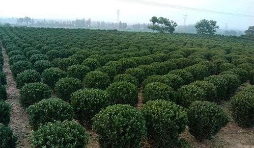 影響苗木價格波動的主要因素,弄清楚才能應對市場