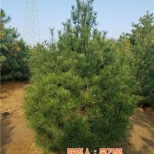 山東遠航苗木專業(yè)合作社